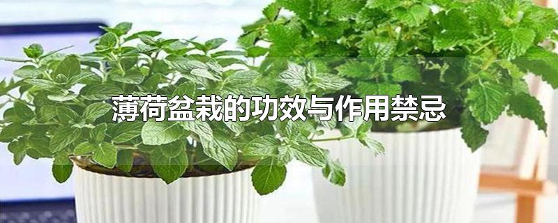 薄荷盆栽的功效与作用禁忌