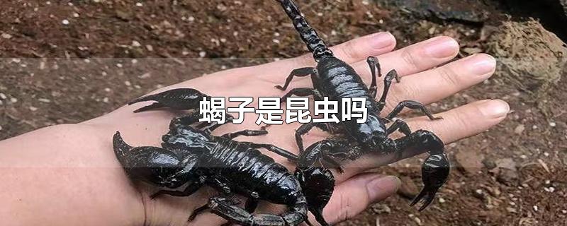 蝎子是昆虫吗