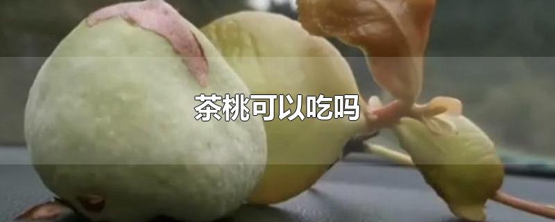 茶桃可以吃吗