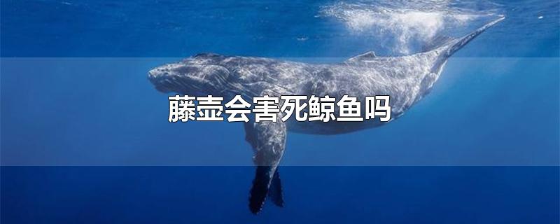 藤壶会害死鲸鱼吗