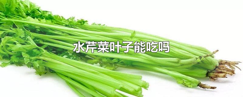 水芹菜叶子能吃吗-最新水芹菜叶子能吃吗整理解答