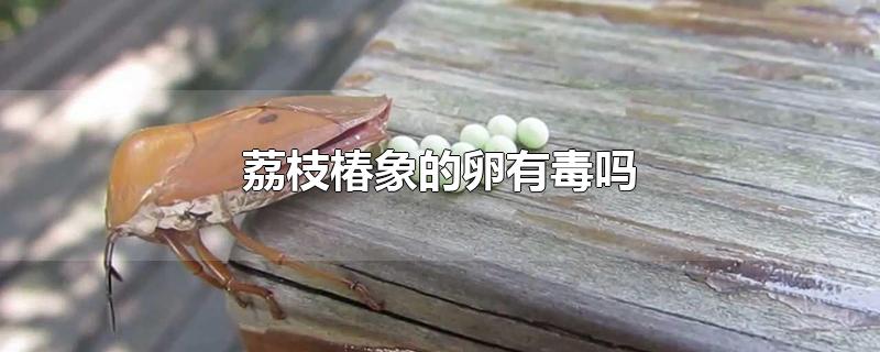 荔枝椿象的卵有毒吗-最新荔枝椿象的卵有毒吗整理解答