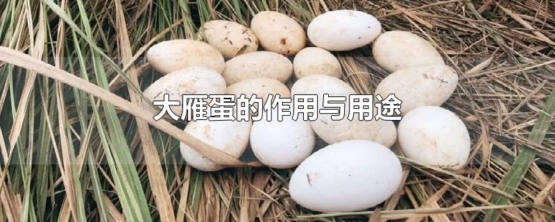 大雁蛋的作用与用途-最新大雁蛋的作用与用途整理解答