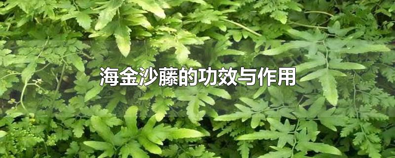 海金沙藤的功效与作用-最新海金沙藤的功效与作用整理解答