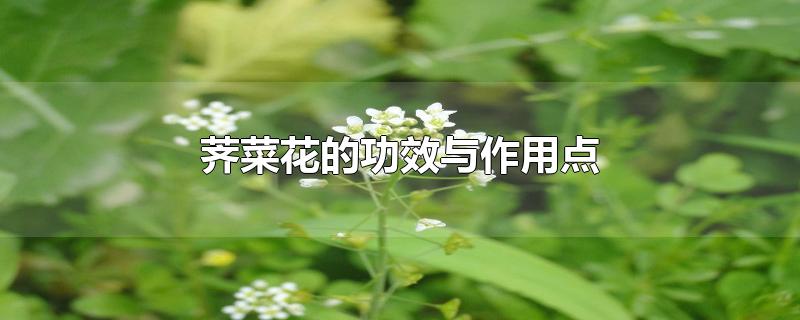 荠菜花的功效与作用点