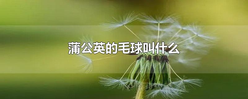 蒲公英的毛球叫什么