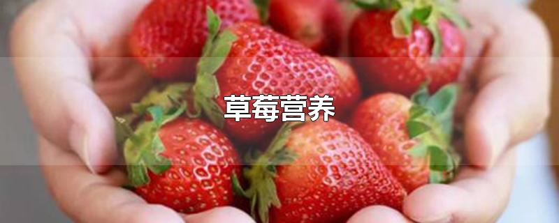 草莓营养-最新草莓营养整理解答