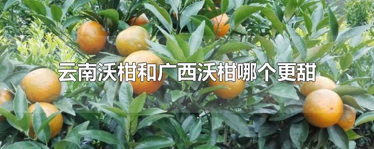 云南沃柑和广西沃柑哪个更甜