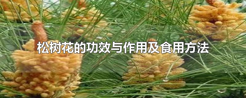 松树花的功效与作用及食用方法-最新松树花的功效与作用及食用方法整理解答