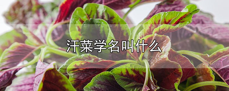 汗菜学名叫什么