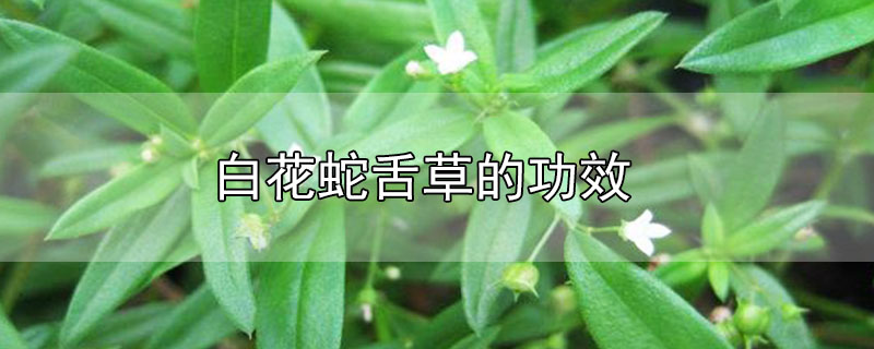 白花蛇舌草的功效