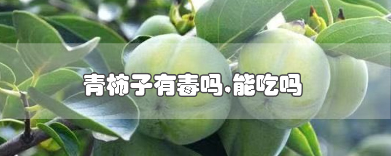 青柿子有毒吗,能吃吗-最新青柿子有毒吗,能吃吗整理解答