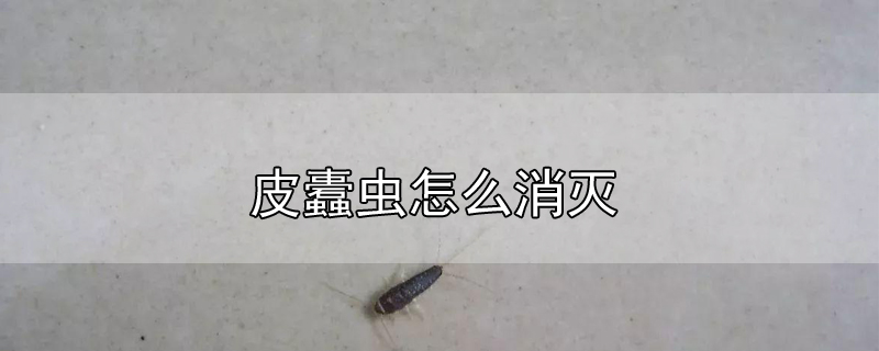 皮蠹虫的危害图片