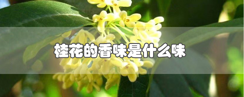 桂花的香味形容词图片