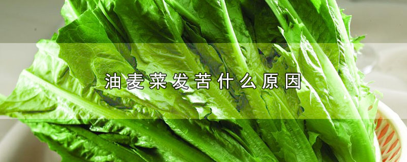 油麦菜发苦什么原因-最新油麦菜发苦什么原因整理解答