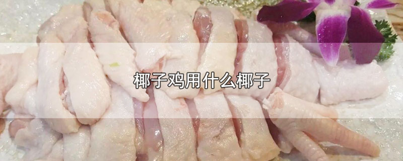 椰子鸡用什么椰子