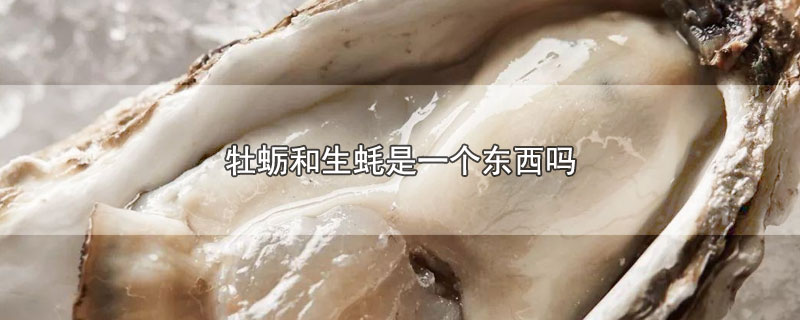 牡蛎和生蚝是一个东西吗-最新牡蛎和生蚝是一个东西吗整理解答