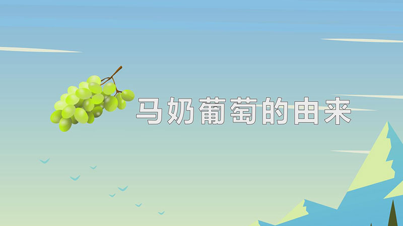 马奶葡萄的由来-最新马奶葡萄的由来整理解答