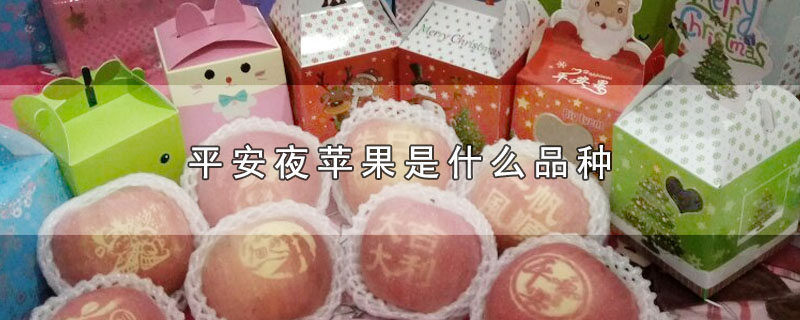 平安夜苹果是什么品种