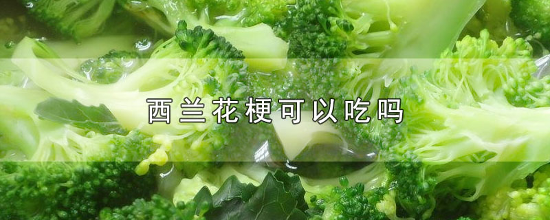 西兰花梗可以吃吗-最新西兰花梗可以吃吗整理解答