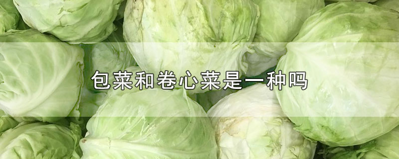 包菜和卷心菜是一种吗-最新包菜和卷心菜是一种吗整理解答