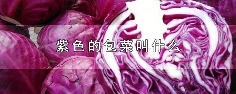 紫色的包菜叫什么-最新紫色的包菜叫什么整理解答