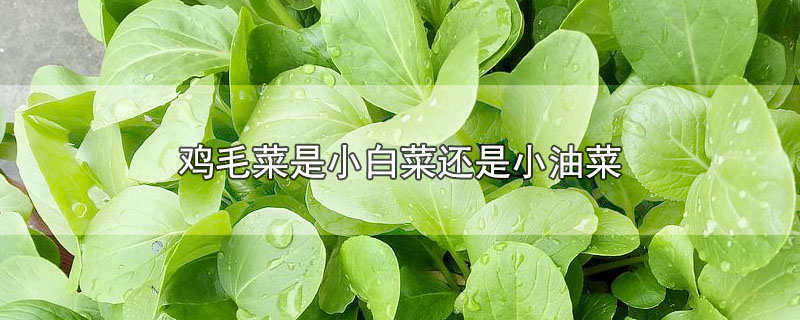 鸡毛菜是小白菜还是小油菜-最新鸡毛菜是小白菜还是小油菜整理解答