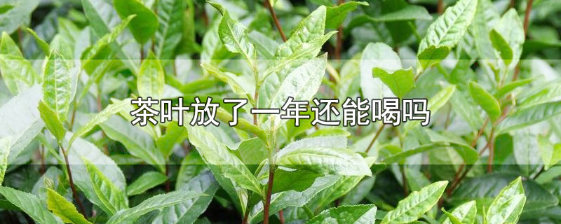 茶叶放了一年还能喝吗-最新茶叶放了一年还能喝吗整理解答