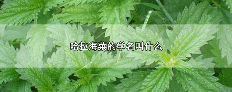 哈拉海菜的学名叫什么-最新哈拉海菜的学名叫什么整理解答