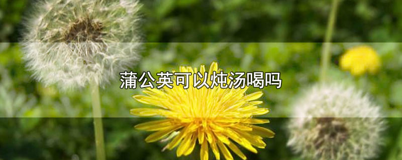 蒲公英可以炖汤喝吗-最新蒲公英可以炖汤喝吗整理解答