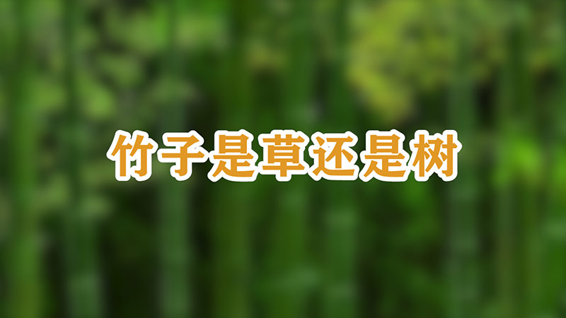 竹子是草还是树-最新竹子是草还是树整理解答