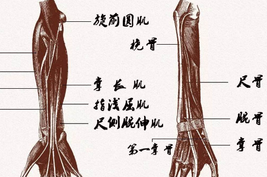 尺骨和桡骨的正确位置-最新尺骨和桡骨的正确位置整理解答