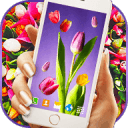 Spring Tulips Live Wallpaper