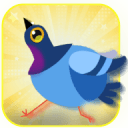 The pigeon Go pop - super bird1.1