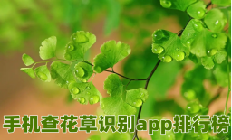 手机查花草识别app排行榜-植物识别appAPP软件有哪些推荐