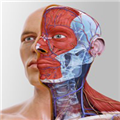 complete anatomy v1.93下载-视频软件complete anatomy v1.93pc下载